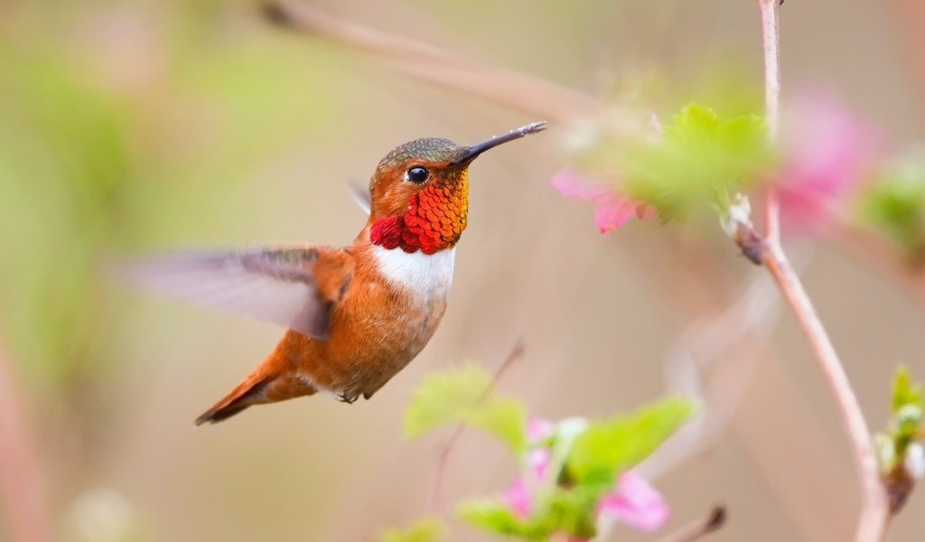 Обои цветы, птица, клюв, перья, колибри, размытие, flowers, bird, beak, feathers, hummingbird, blur разрешение 1920x1080 Загрузить