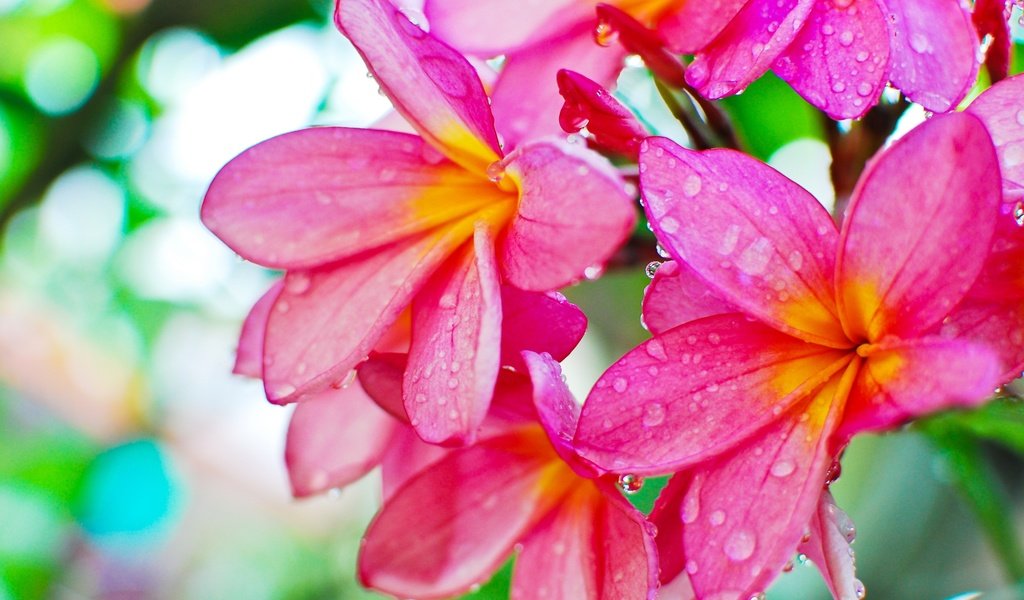 Обои цветы, роса, капли, плюмерия, flowers, rosa, drops, plumeria разрешение 3840x2571 Загрузить