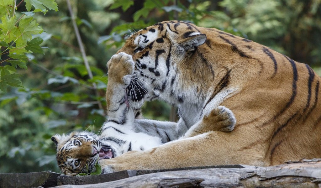 Обои тигр, игра, отдых, тигренок, малыш, тигрица, tiger, the game, stay, baby, tigress разрешение 2048x1365 Загрузить