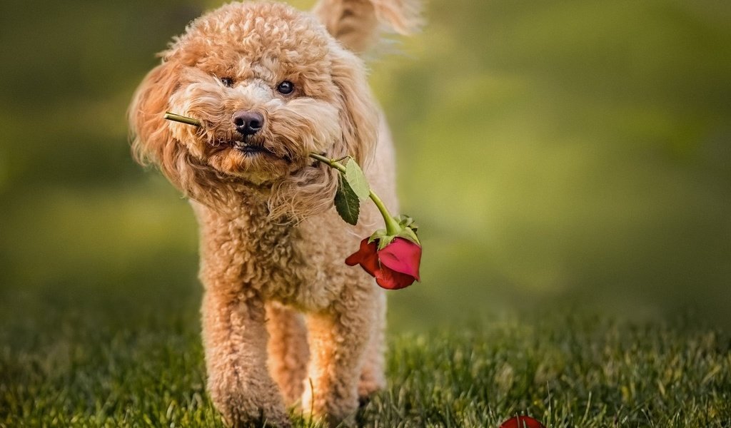 Обои трава, цветок, роза, собака, животное, пес, пудель, grass, flower, rose, dog, animal, poodle разрешение 2048x1583 Загрузить