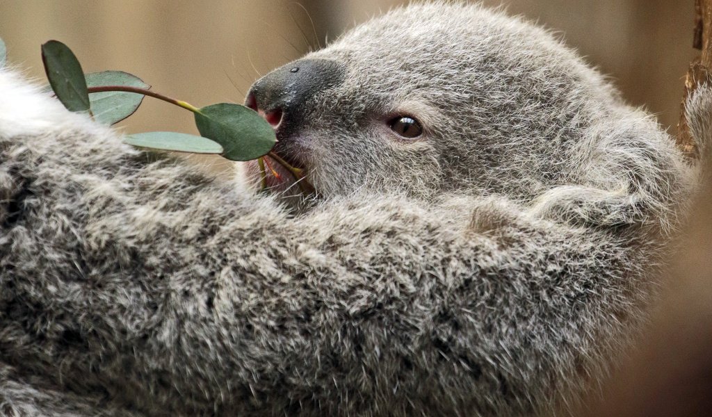 Обои ветка, листья, мордочка, животное, коала, сумчатые, branch, leaves, muzzle, animal, koala, marsupials разрешение 3192x2640 Загрузить