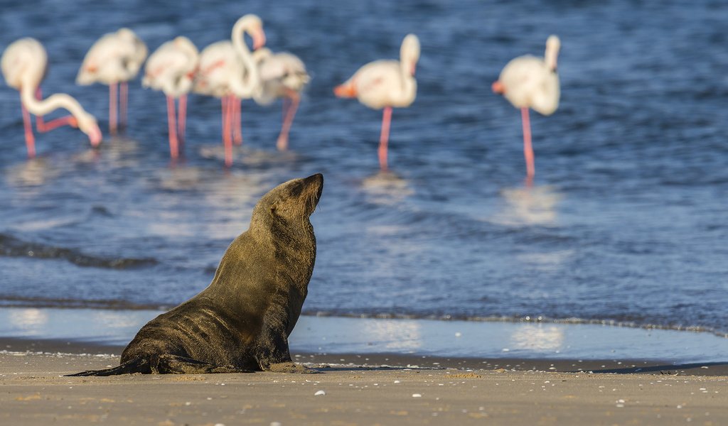 Обои вода, берег, фламинго, птицы, животное, тюлень, морской котик, water, shore, flamingo, birds, animal, seal, navy seal разрешение 1920x1200 Загрузить