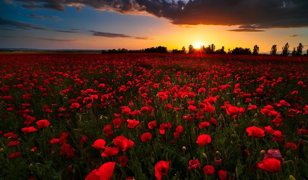 Обои цветы, закат, поле, лето, красные, маки, flowers, sunset, field, summer, red, maki разрешение 1920x1168 Загрузить