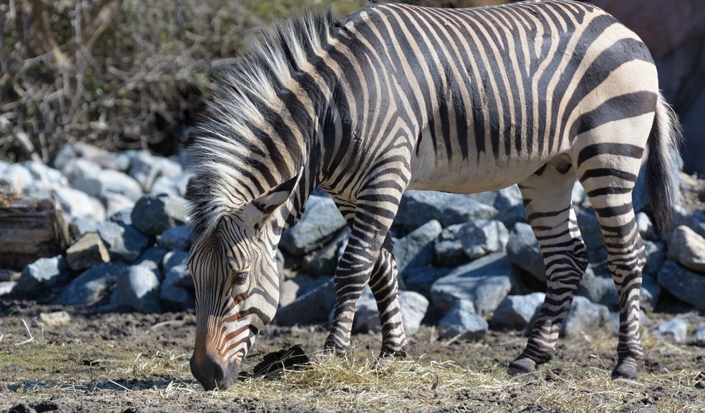 Обои камни, зебра, животные, stones, zebra, animals разрешение 1920x1080 Загрузить