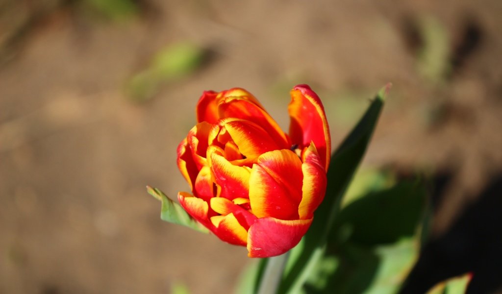 Обои зелень, цветок, лепестки, весна, тюльпан, greens, flower, petals, spring, tulip разрешение 1920x1280 Загрузить