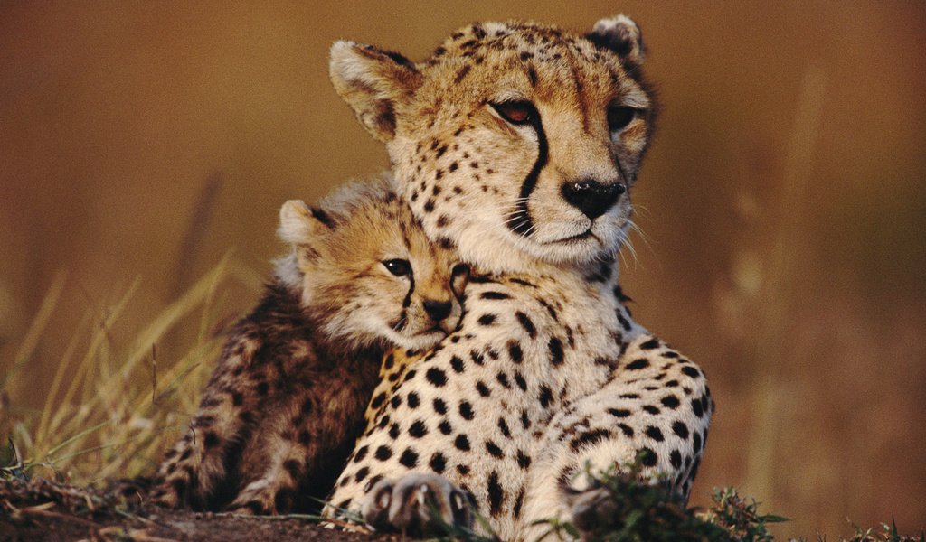 Обои животные, гепард, савана, детеныш, гепарды, animals, cheetah, savana, cub, cheetahs разрешение 1920x1200 Загрузить