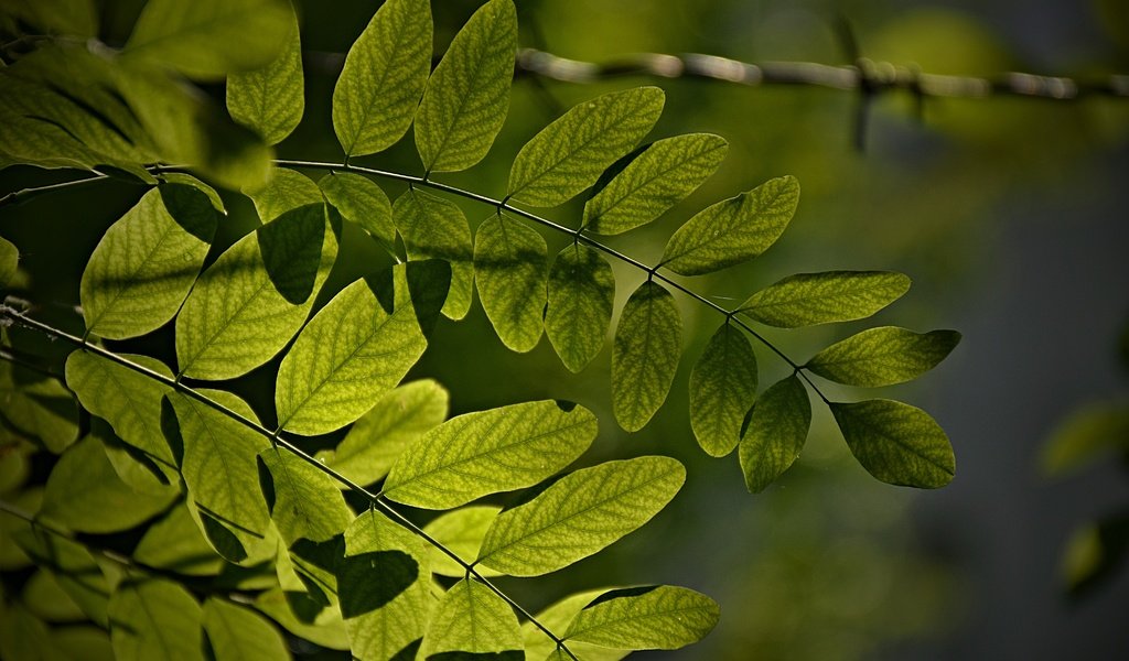Обои листья, макро, ветки, зеленые листья, leaves, macro, branches, green leaves разрешение 6000x4000 Загрузить