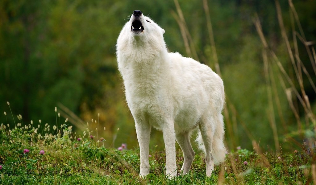 Обои трава, природа, белый, клыки, пасть, волк, вой, арктический волк, grass, nature, white, fangs, mouth, wolf, howl, arctic wolf разрешение 2803x1577 Загрузить