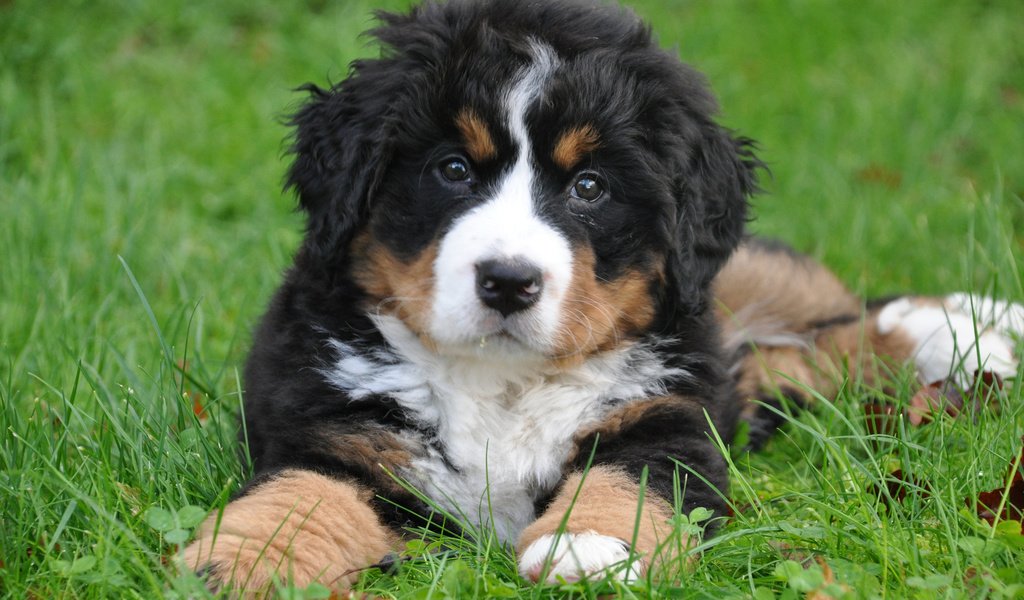 Обои собака, щенок, бернский зенненхунд, dog, puppy, bernese mountain dog разрешение 3840x2400 Загрузить