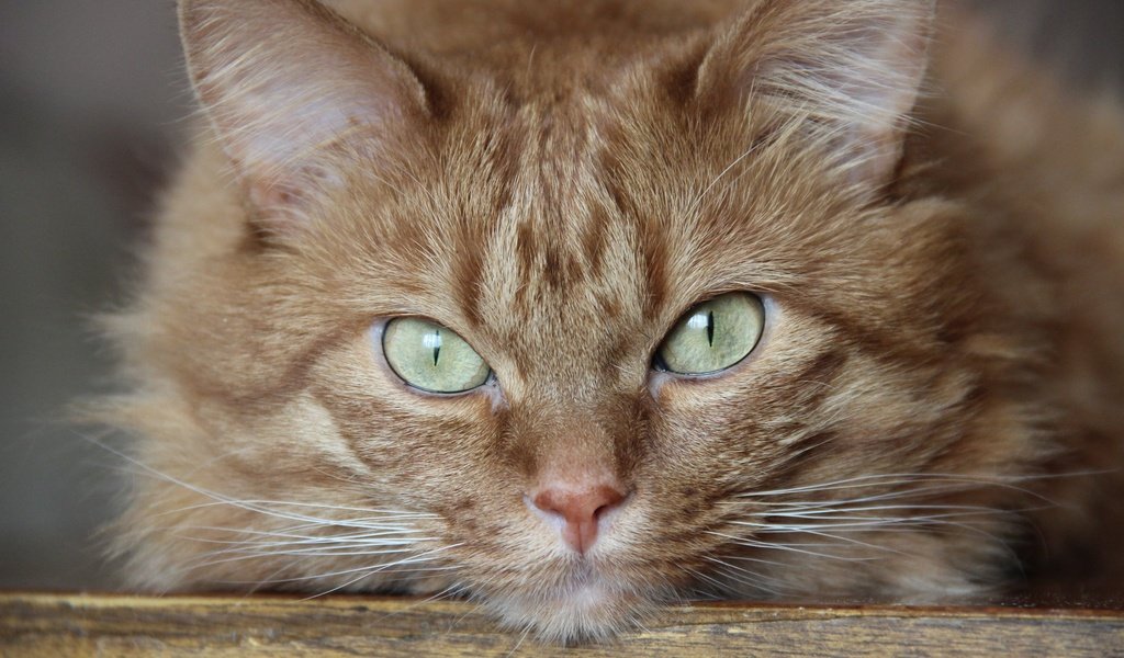 Обои кот, мордочка, усы, кошка, взгляд, рыжий, зеленые глаза, cat, muzzle, mustache, look, red, green eyes разрешение 2880x1800 Загрузить