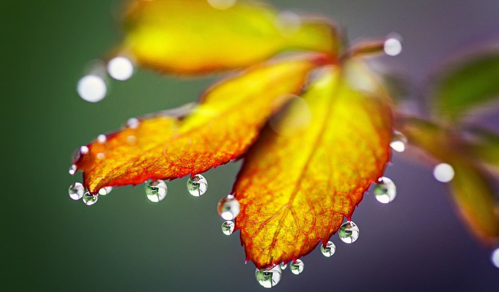 Обои природа, листья, макро, капли, осень, nature, leaves, macro, drops, autumn разрешение 5184x3456 Загрузить