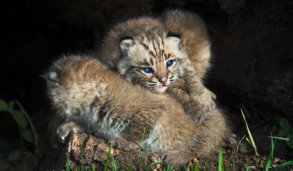 Обои рысь, котенок, голубые глаза, двое, детеныши, рыси, дикие кошки, lynx, kitty, blue eyes, two, cubs, wild cats разрешение 4000x2662 Загрузить