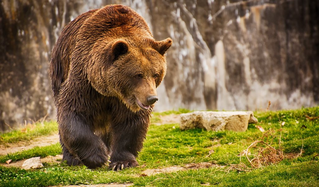 Обои морда, трава, лапы, медведь, мокрый, бурый медведь, face, grass, paws, bear, wet, brown bear разрешение 2560x1707 Загрузить