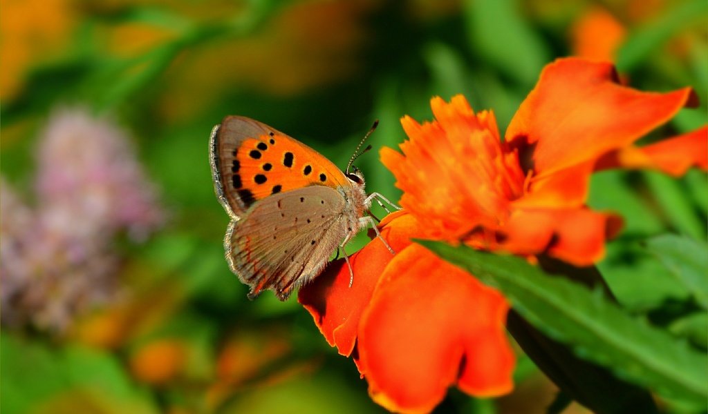 Обои цветы, макро, насекомое, бабочка, крылья, размытость, flowers, macro, insect, butterfly, wings, blur разрешение 3002x1897 Загрузить