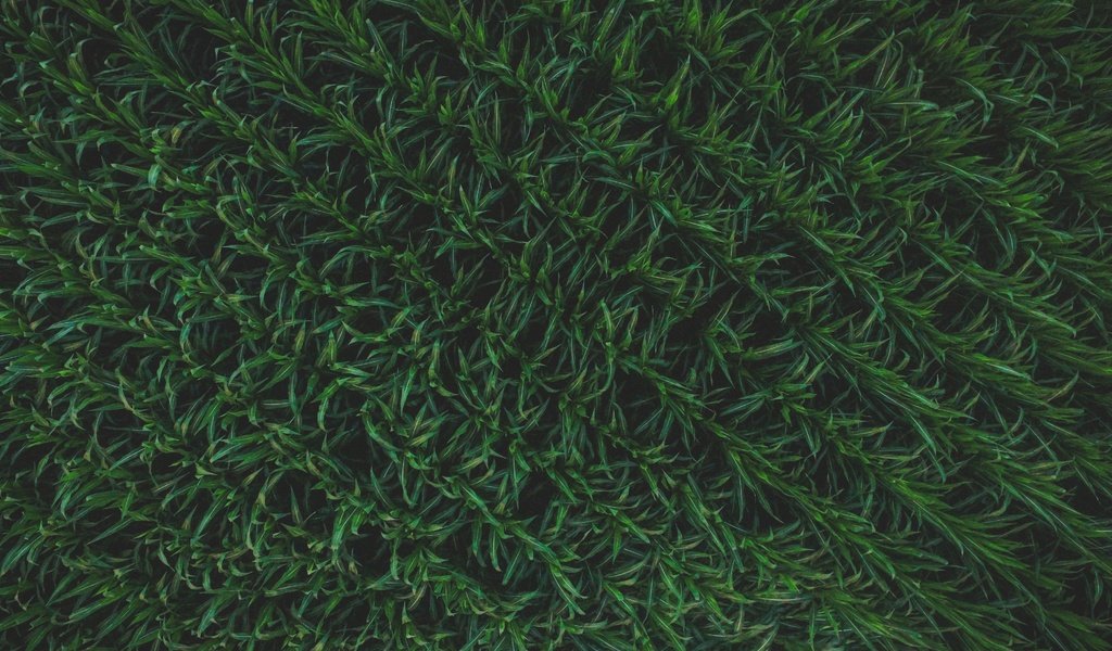 Обои трава, текстура, зелёный, растение, шаблон, grass, texture, green, plant, template разрешение 4000x3000 Загрузить