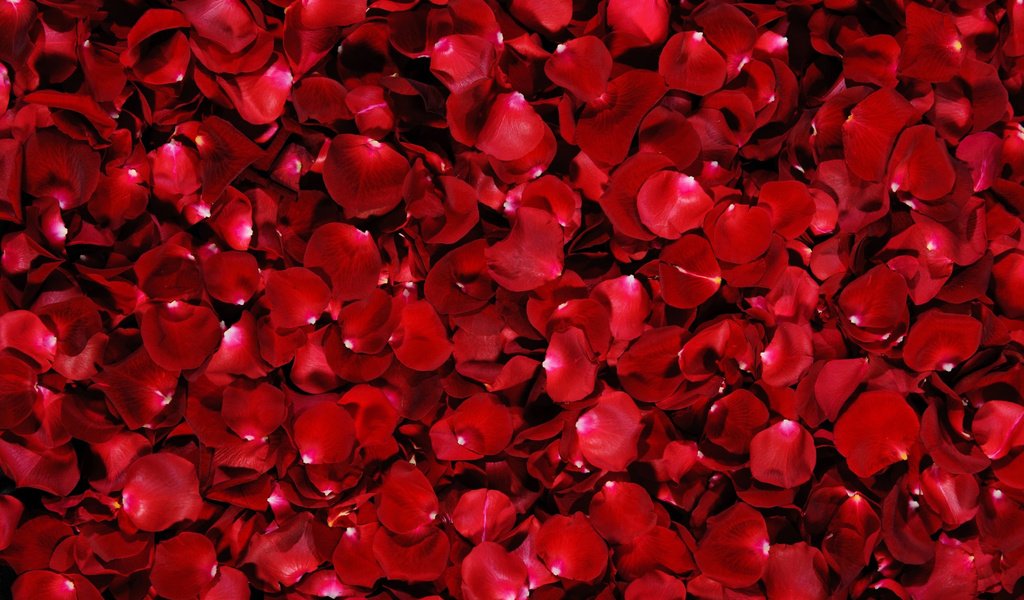 Обои фон, розы, лепестки, красные, background, roses, petals, red разрешение 5075x3172 Загрузить