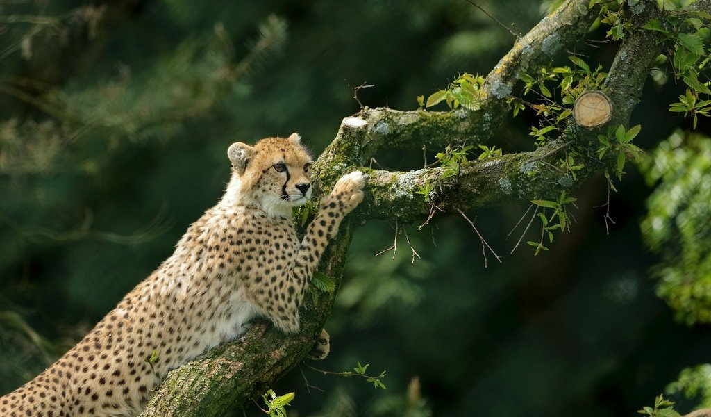 Обои дерево, гепард, дикая кошка, tree, cheetah, wild cat разрешение 3270x2179 Загрузить