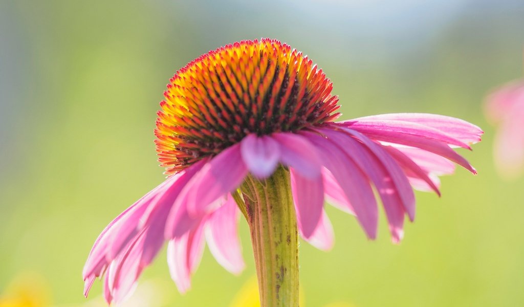 Обои цветок, лепестки, эхинацея, flower, petals, echinacea разрешение 2048x1287 Загрузить