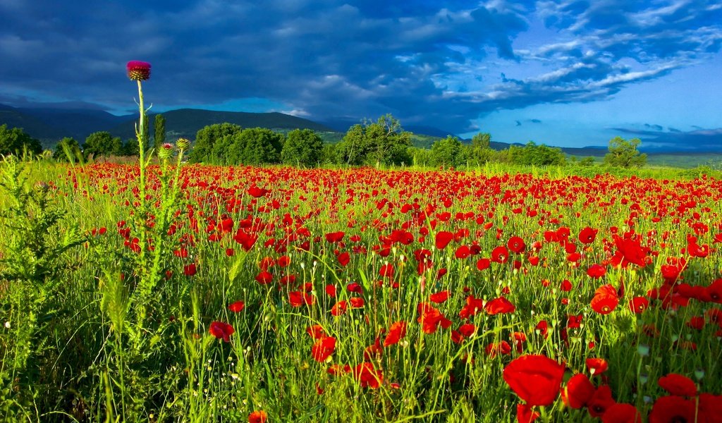 Обои небо, цветы, облака, поле, лето, маки, чертополох, маковое поле, the sky, flowers, clouds, field, summer, maki, thistle, poppy field разрешение 2560x1707 Загрузить