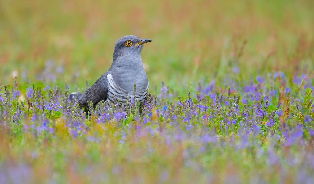 Обои цветы, трава, птица, клюв, перья, кукушка, flowers, grass, bird, beak, feathers, cuckoo разрешение 2048x1365 Загрузить