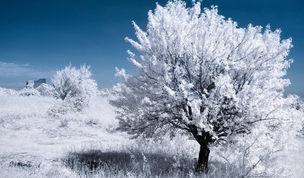 Обои дерево, листья, франция, прованс, инфракрасный снимок, tree, leaves, france, provence, infrared the разрешение 2048x1366 Загрузить