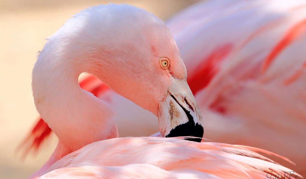 Обои фламинго, птица, клюв, перья, flamingo, bird, beak, feathers разрешение 2048x1365 Загрузить