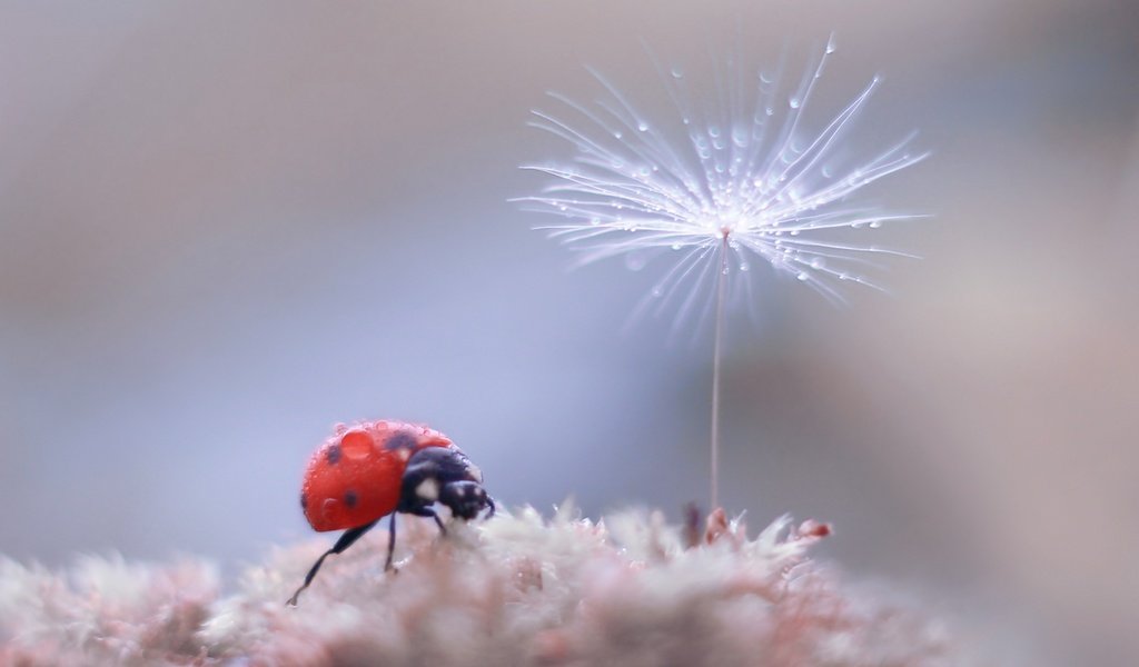 Обои жук, насекомое, фон, божья коровка, боке, пушинка, былинка, beetle, insect, background, ladybug, bokeh, fluff, blade of grass разрешение 2500x1886 Загрузить