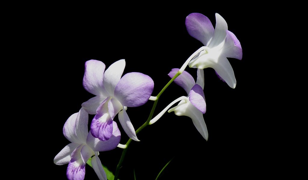 Обои цветы, фон, лепестки, орхидея, соцветие, flowers, background, petals, orchid, inflorescence разрешение 3648x2139 Загрузить