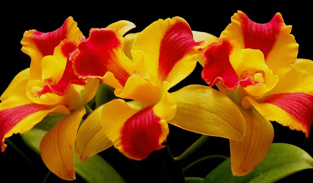 Обои цветы, макро, лепестки, орхидея, соцветие, flowers, macro, petals, orchid, inflorescence разрешение 2800x1441 Загрузить