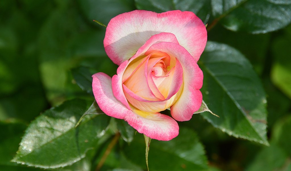 Обои листья, макро, цветок, лепестки, бутон, розовая роза, leaves, macro, flower, petals, bud, pink rose разрешение 4675x3063 Загрузить