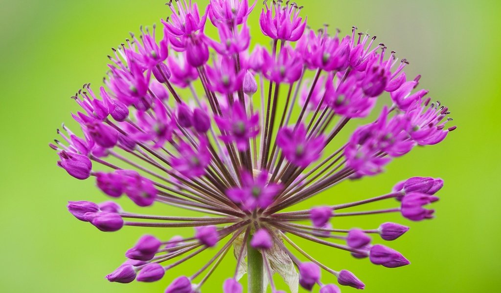 Обои макро, соцветие, декоративный лук, аллиум, macro, inflorescence, decorative bow, allium разрешение 2048x1416 Загрузить