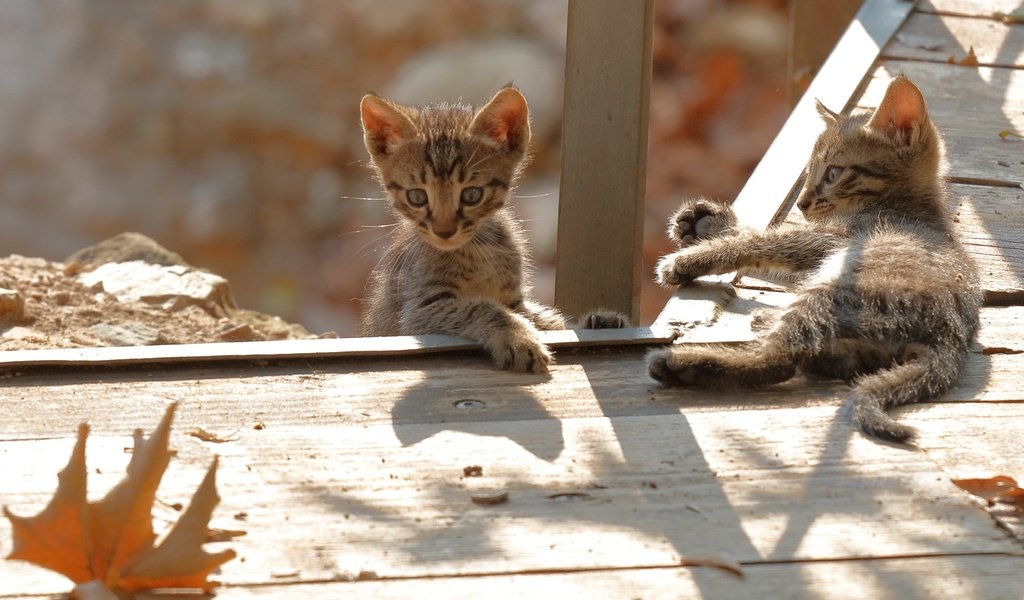 Обои листья, взгляд, осень, коты, кошки, малыши, котята, мордочки, leaves, look, autumn, cats, kids, kittens, faces разрешение 3200x2072 Загрузить