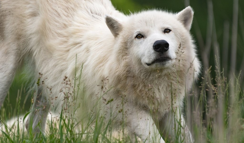 Обои морда, трава, природа, взгляд, белый, волк, арктический волк, face, grass, nature, look, white, wolf, arctic wolf разрешение 2048x1280 Загрузить