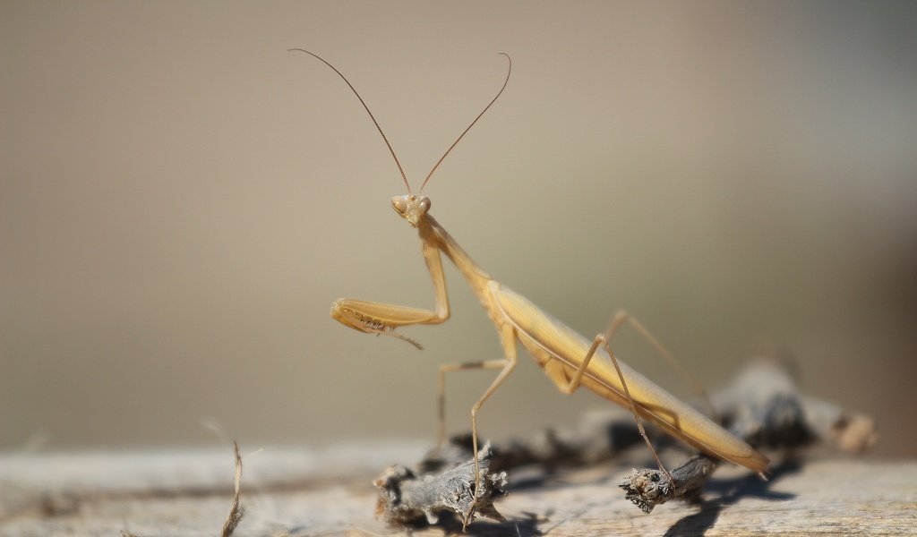 Обои насекомое, фон, взгляд, веточка, богомол, insect, background, look, sprig, mantis разрешение 1920x1280 Загрузить