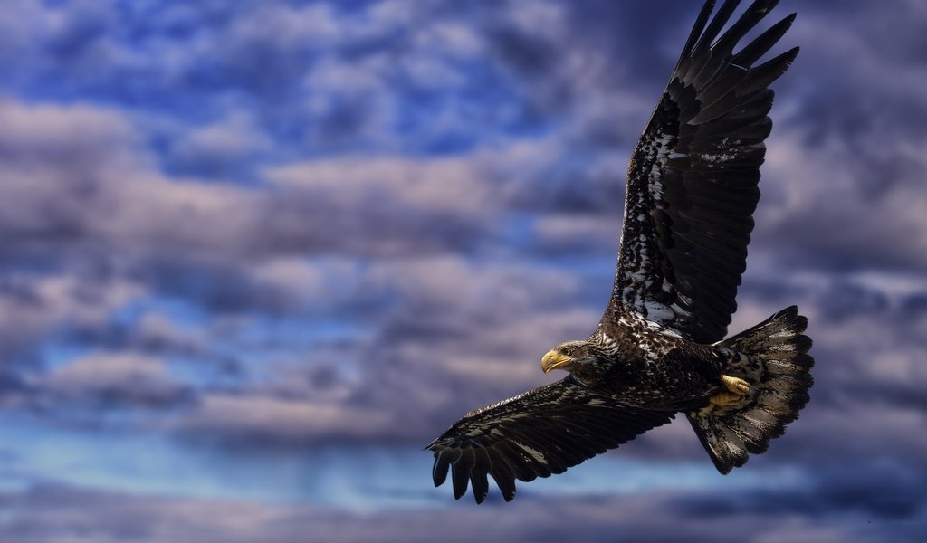 Обои небо, облака, полет, крылья, орел, птица, клюв, перья, the sky, clouds, flight, wings, eagle, bird, beak, feathers разрешение 2048x1152 Загрузить