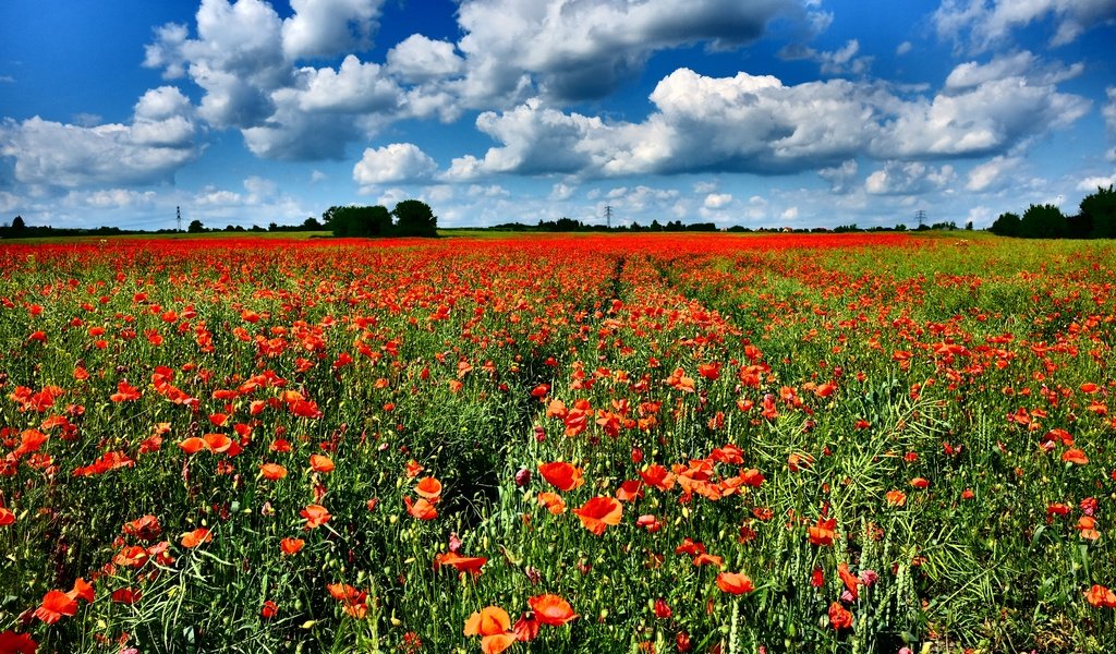 Обои небо, цветы, облака, поле, горизонт, красные, маки, the sky, flowers, clouds, field, horizon, red, maki разрешение 3600x2400 Загрузить
