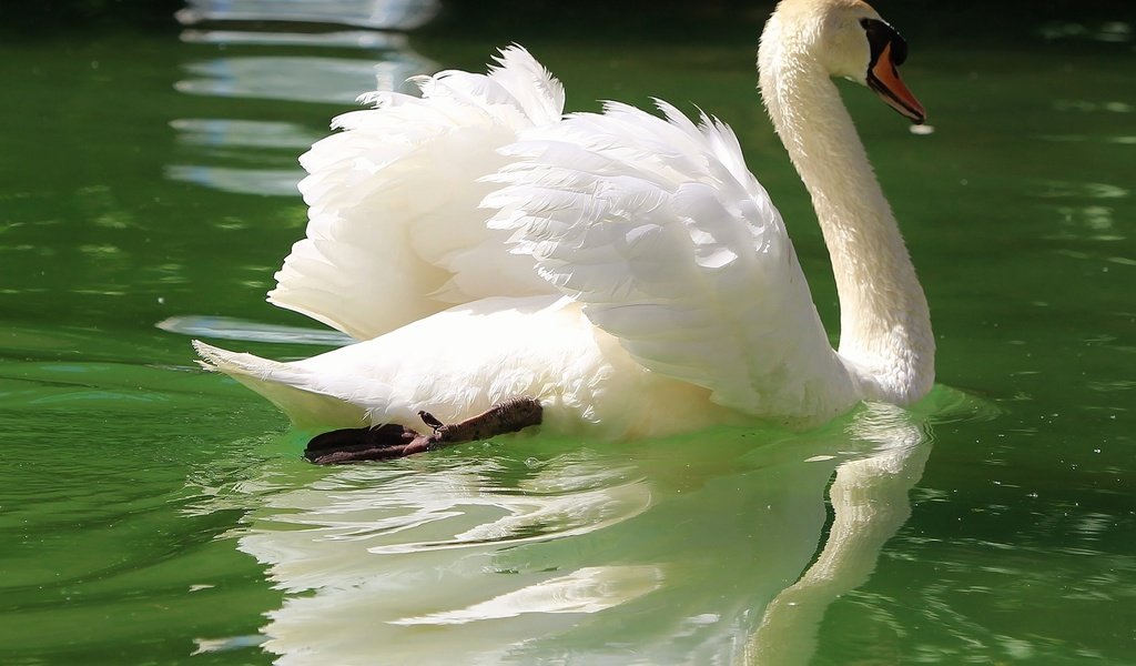 Обои отражение, крылья, водоем, птица, лебедь, шея, reflection, wings, pond, bird, swan, neck разрешение 2048x1441 Загрузить