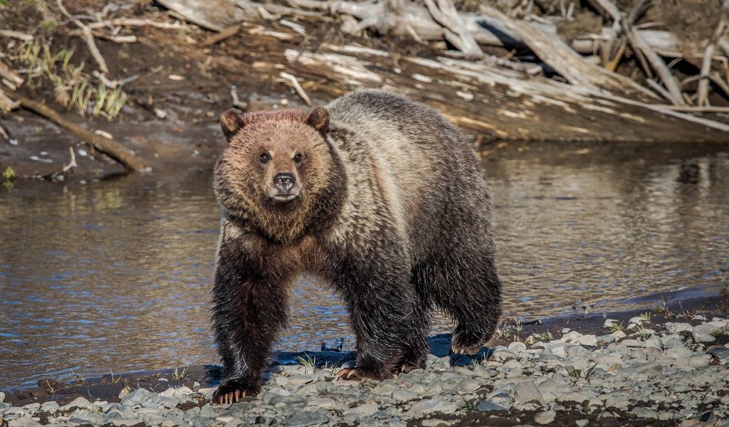 Обои морда, река, природа, лето, взгляд, медведь, face, river, nature, summer, look, bear разрешение 2048x1369 Загрузить