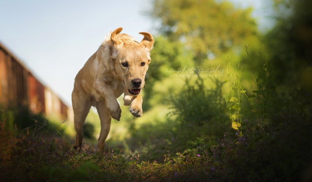 Обои природа, лето, собака, прыжок, лабрадор-ретривер, nature, summer, dog, jump, labrador retriever разрешение 2048x1320 Загрузить