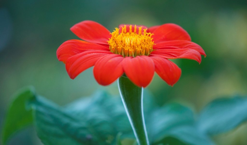 Обои природа, макро, цветок, лепестки, титония, мексиканский подсолнух, nature, macro, flower, petals, titania, mexican sunflower разрешение 4288x2848 Загрузить