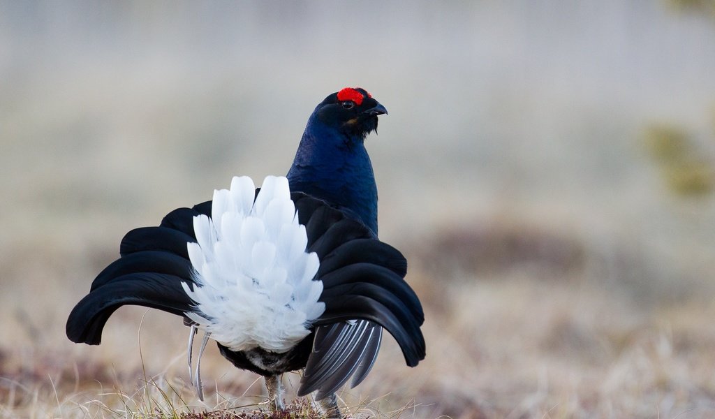 Обои птица, перья, окрас, хвост, тетерев, bird, feathers, color, tail, grouse разрешение 2000x1333 Загрузить