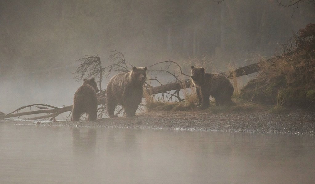 Обои река, дерево, утро, медведи, медведица, медвежата, river, tree, morning, bears, bear разрешение 2560x1707 Загрузить