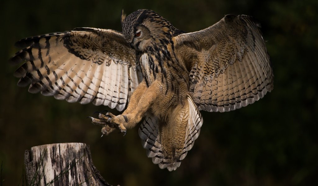 Обои сова, природа, полет, крылья, профиль, птица, owl, nature, flight, wings, profile, bird разрешение 2048x1365 Загрузить