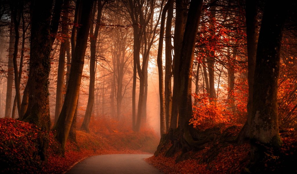 Обои свет, дорога, деревья, лес, туман, стволы, осень, поворот, light, road, trees, forest, fog, trunks, autumn, turn разрешение 2560x1440 Загрузить