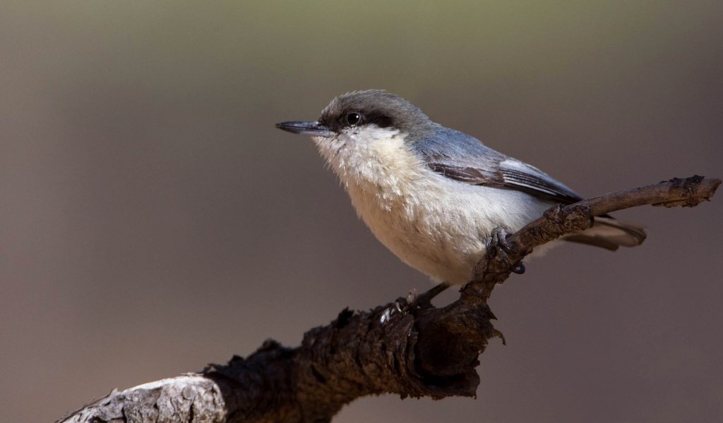 Обои ветка, птица, клюв, поползень, поползень-крошка, branch, bird, beak, nuthatch, nuthatch-baby разрешение 2048x1152 Загрузить