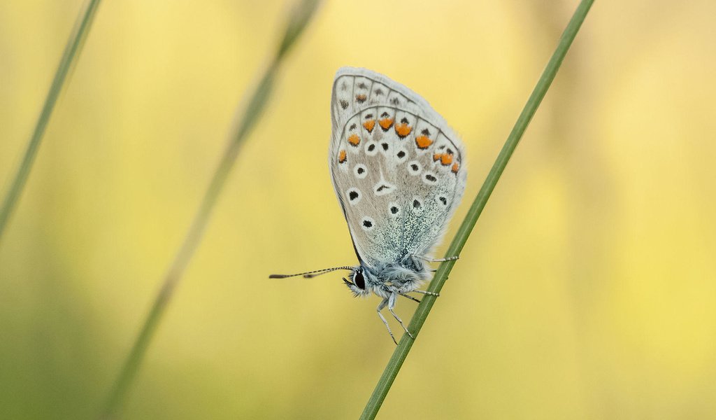 Обои насекомое, бабочка, растение, травинка, johannes dörrstock, insect, butterfly, plant, a blade of grass разрешение 2000x1093 Загрузить