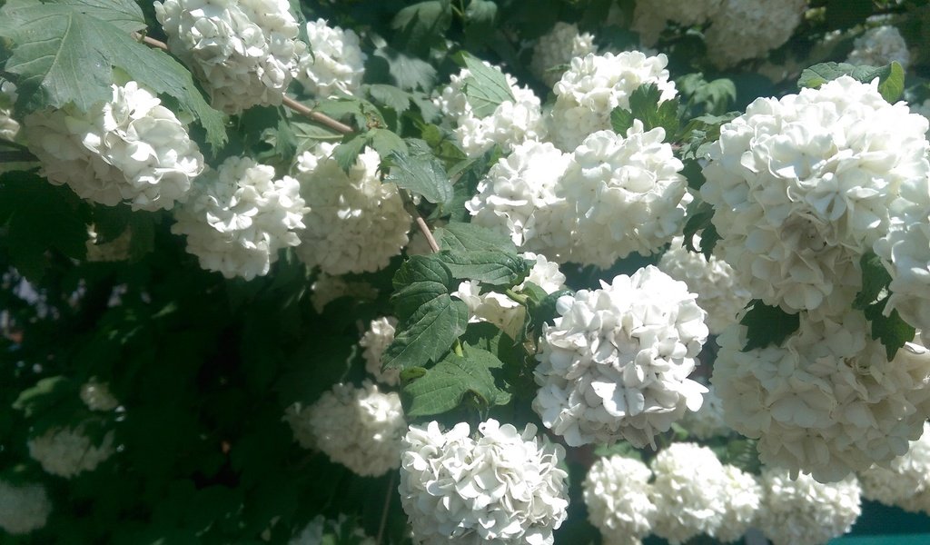 Обои цветы, листья, куст, белые, соцветия, гортензия, flowers, leaves, bush, white, inflorescence, hydrangea разрешение 2688x1520 Загрузить