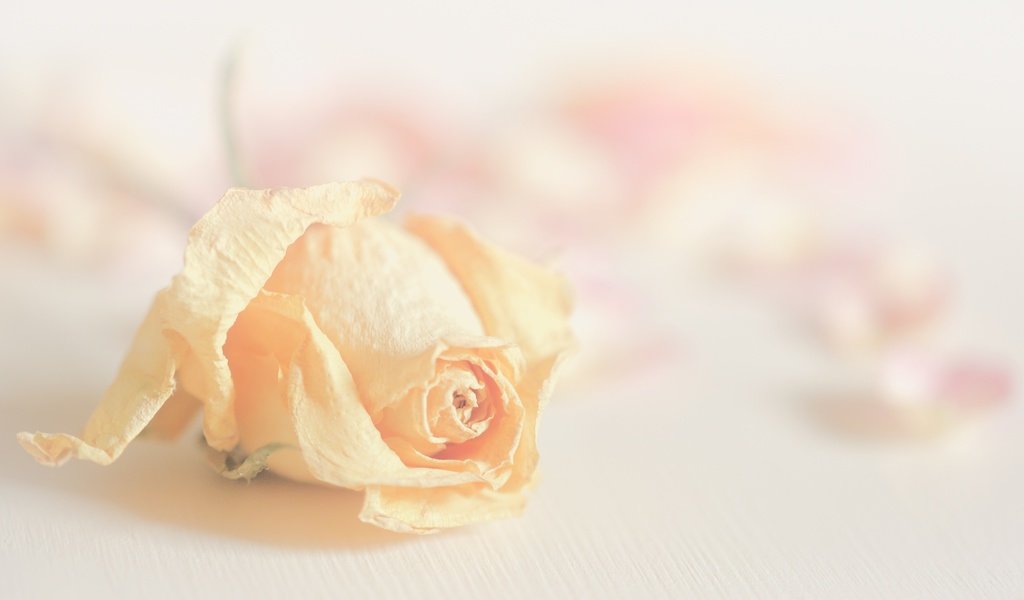 Обои цветок, роза, лепестки, размытость, бутон, flower, rose, petals, blur, bud разрешение 2400x1350 Загрузить
