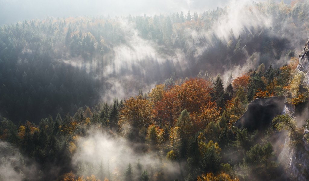 Обои деревья, горы, лес, туман, осень, ущелье, trees, mountains, forest, fog, autumn, gorge разрешение 4000x2667 Загрузить