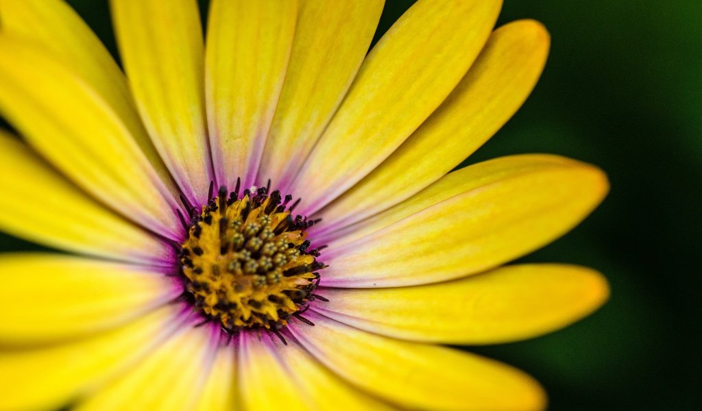 Обои макро, цветок, лепестки, жёлтая, гербера, маргаритка, macro, flower, petals, yellow, gerbera, daisy разрешение 4551x2932 Загрузить